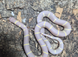 Lavender Albino Kind Snake at Birmingham Reptiles