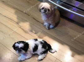 Shih tzu puppie boy