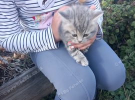 British shorthair cross