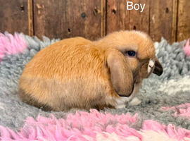 Stunning Mini Lops- Ready to Leave Now