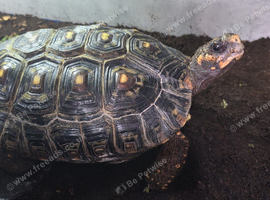 redfoot tortoise 11inch adult female