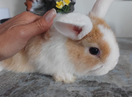 Baby lops 2 left now