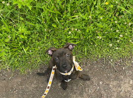 Female staffie puppy