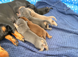 5 miniature dachshunds for sale