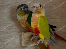 Green cheeked conours