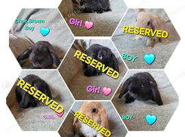 Mini lop 3 girls 4 boys left