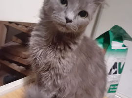 A 9 month old kittens.