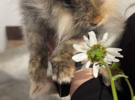 Beautiful fudge looking for her forever home