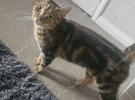 3 and half years old domestic short-haired tabby