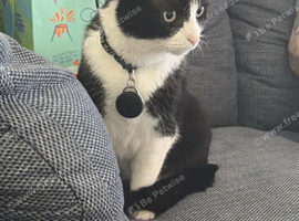 Missing Tuxedo Cat