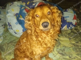Red cocker spaniel