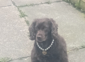 Springer spaniel for sale