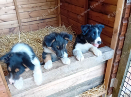 Border Collie puppies ISDS