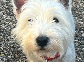 Westie bitch 3 year old