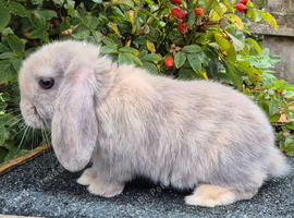 Mini lop babys ready now
