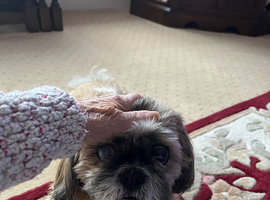 Shih poo dog