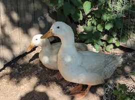 Trio of Cherry Valley Ducks
