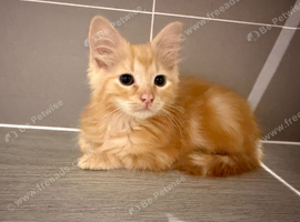 Half ragdoll orange kitten