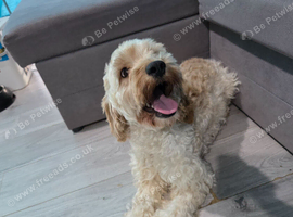 Female cockapoo