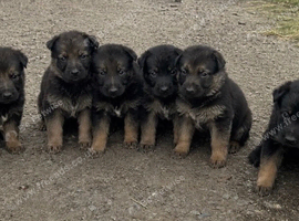 Beautiful German Shepard pups