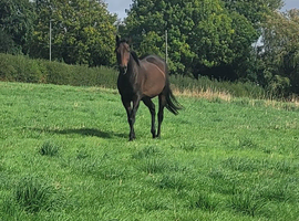 16.1hh stunning girl