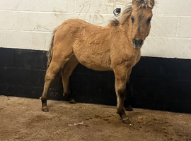 Dun dartmoor type colt
