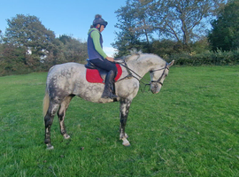 17.2 ISH gelding