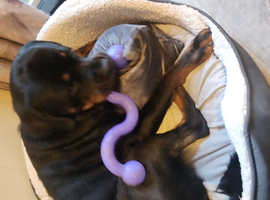 Lovely male rottweiler for sale