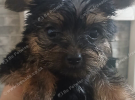 Toy yorkie Chihuahua