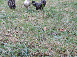 Small flock needs new home