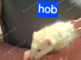 Albino ferret