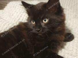 Chocolate A Little Fluffy Bundle of Love