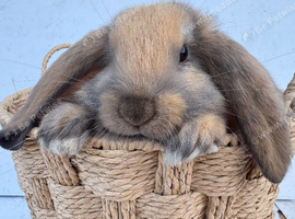 Giant pure bred French lop rabbits will be huge bunnies
