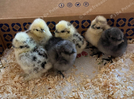 USA Bearded Day Old Silkie Chicks