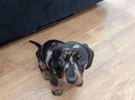 Miniature dachshunds puppies