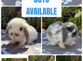 X8 baby mini lops