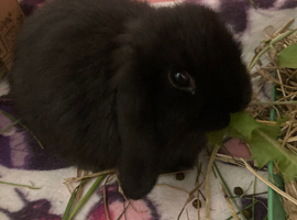 Mini lop doe black 8 weeks old and indoor set up including pen, tray, bedding and toys.