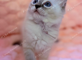 Exquisite Female Ragdoll Kittens