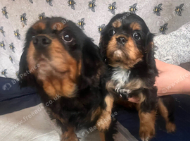 Stunning cavalier King Charles puppy