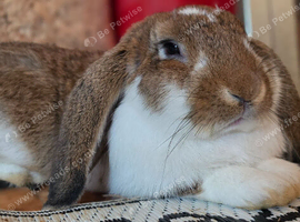 Young Beautiful French lop giant