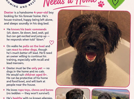Dexter- Labradoodle