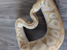 Banana pastel mojave