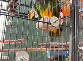 Parrot for sale