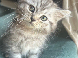 3 Stunning Persian Kittens left