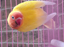 BLUE SLATE DD BLUE, DECINO LUTINO, DARK BLUE OPALINE LOVEBIRDS