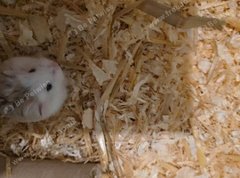 Roborovski