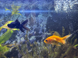Gold fishs