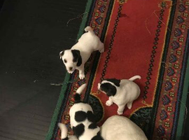 Jack russel puppys for sale