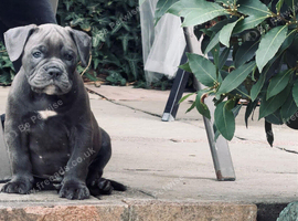 Old English bulldog puppy&rsquo;s ready to leave