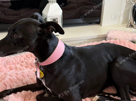 KC Registered female whippet